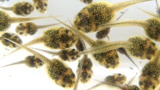 Shooting Lasers at Frogs Brings Us Closer to Curing Cancer